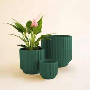 Monroe Pot - Rainforest: 4.5 inch